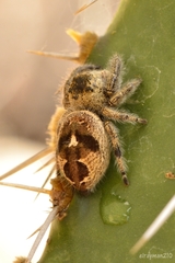 Phidippus maddisoni
