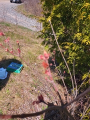Acer rubrum image