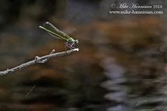 Calopteryx dimidiata