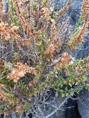 Ophryosporus triangularis