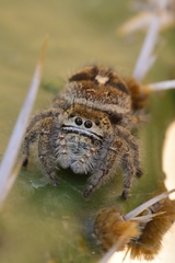Phidippus maddisoni