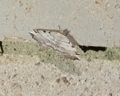 Macaria multilineata