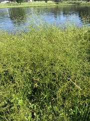 Juncus diffusissimus