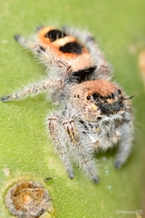 Phidippus pacosauritus
