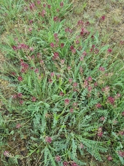 Astragalus brachycarpus