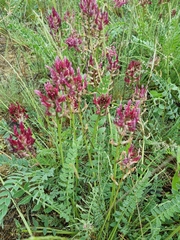Astragalus brachycarpus