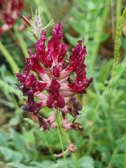 Astragalus brachycarpus