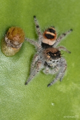 Phidippus pacosauritus