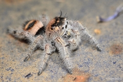 Phidippus pacosauritus