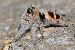 Phidippus pacosauritus