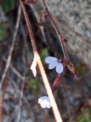 Plumbago caerulea