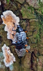 Cypherotylus debauvei