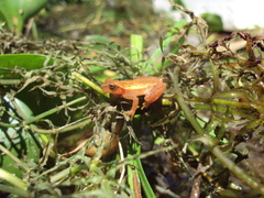 Dendropsophus nanus