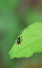Phyllobius oblongus