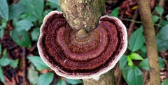 Fungi