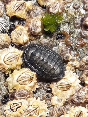 Chiton granosus