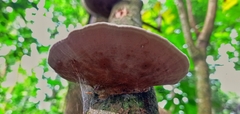Fungi