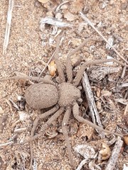 Sicarius thomisoides