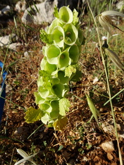 Moluccella laevis