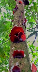 Fungi