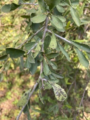 Ehretia rigida nervifolia