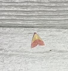 Phytometra rhodarialis