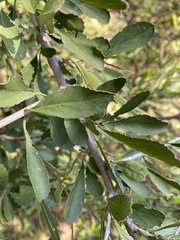 Ehretia rigida nervifolia