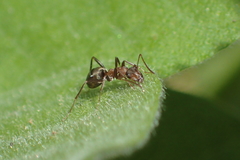 Formica francoeuri