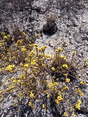 Marasmodes dummeri