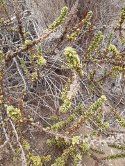 Ophryosporus triangularis