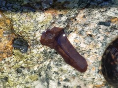 Notocomplana chierchiae