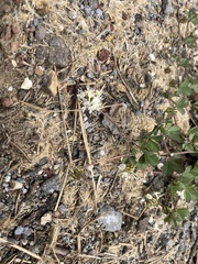 Trifolium breweri