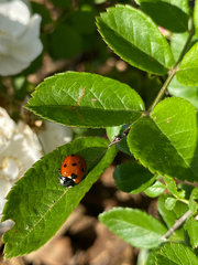 Coccinella septempunctata