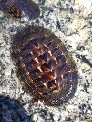 Chiton
