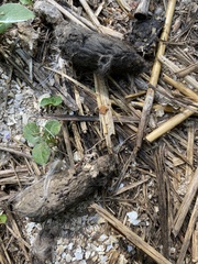 Aonyx capensis capensis