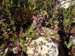 Stachys neurocalycina