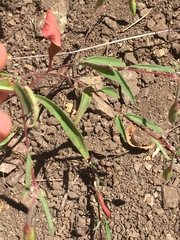 Clarkia bottae