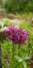 Allium aschersonianum