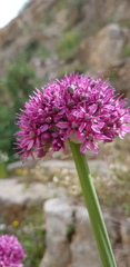 Allium aschersonianum