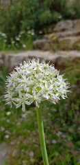 Allium aschersonianum