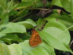 Phalanta phalantha phalantha