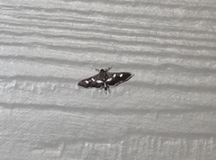 Desmia subdivisalis