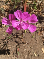 Clarkia bottae