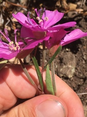 Clarkia bottae