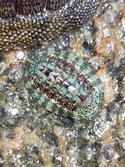 Chiton barnesii