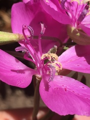Clarkia bottae