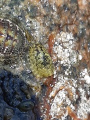 Onchidella marginata