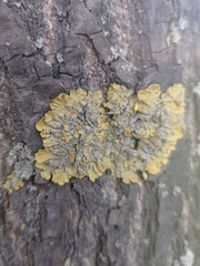 Xanthoria parietina