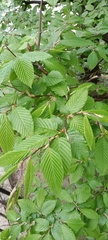 Carpinus betulus