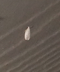 Durrantia piperatella